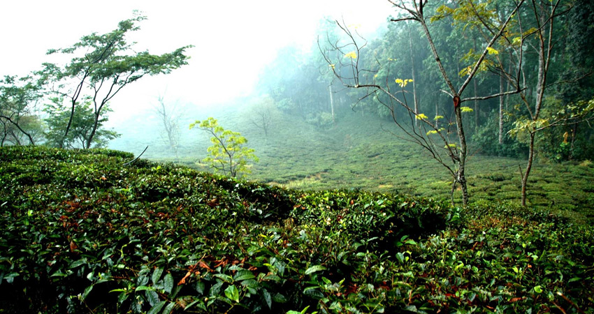Ranikhet