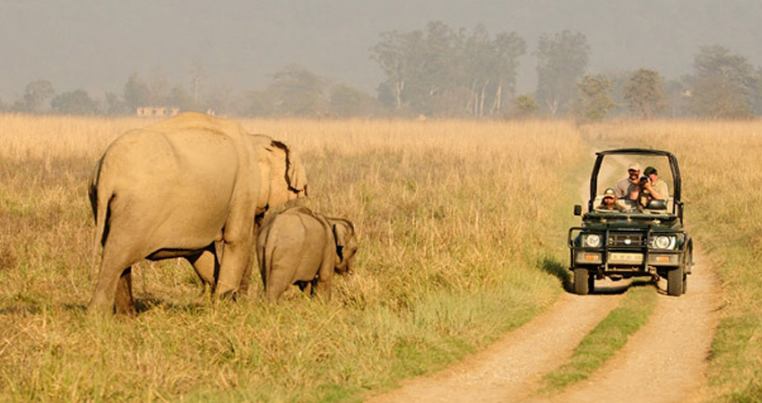 Corbett Safari ,Corbett national park