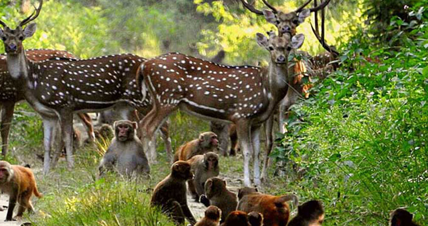 Jeep Safari ,Corbett national park