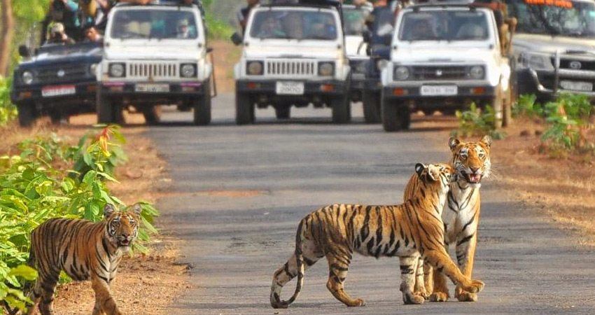 Corbett Safari ,Corbett national park